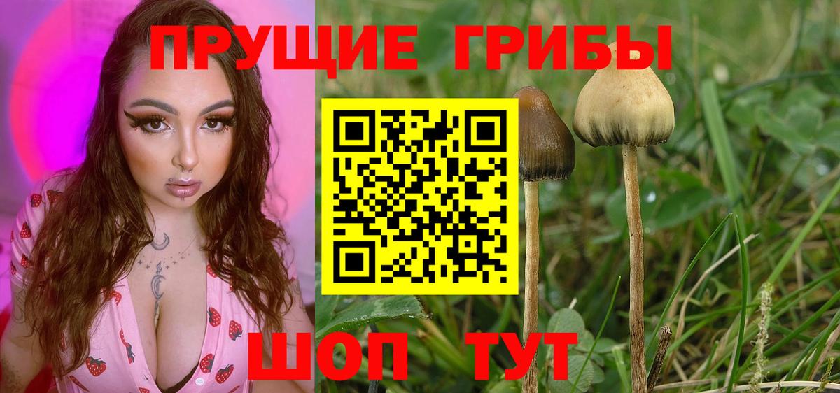 Зима  Псилоцибиновые грибы Psilocybine cubensis  Псилоцибиновые грибы Psilocybine cubensis  Вход с VPN 